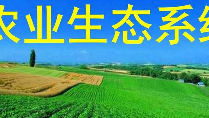 蔬菜配送注意事项规范：从源头到餐桌的守护