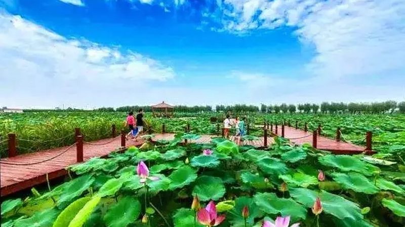 合作社分红排名的背后：种植效益的硬核标尺