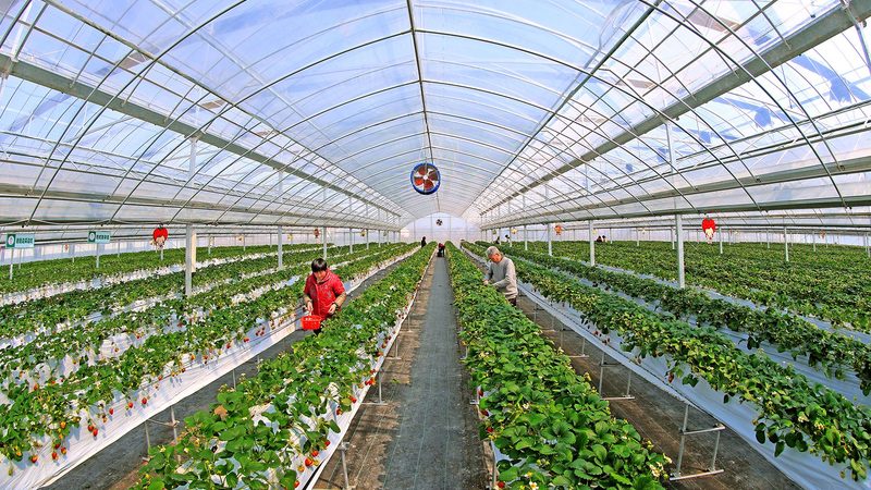 高原花卉种植技巧视频：揭秘高原花卉种植的五大关键
