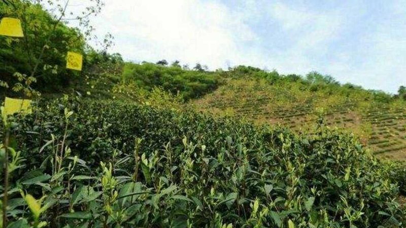 平原水果种植技术要点解析