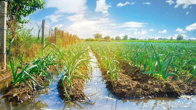 农业产业园种植品种批发价格：如何精准把握市场脉搏**