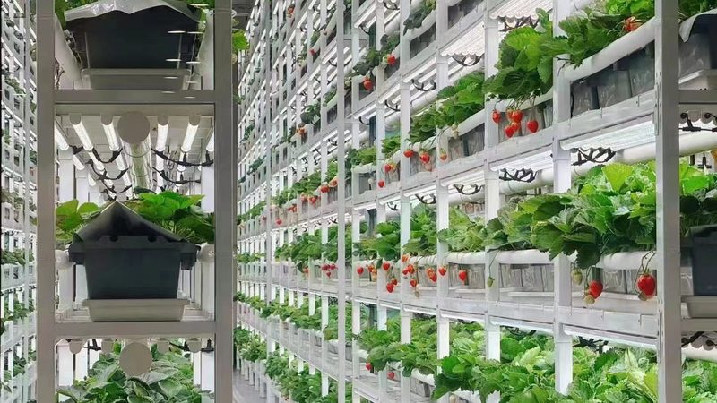 果蔬配送车辆环保标准要求解读
