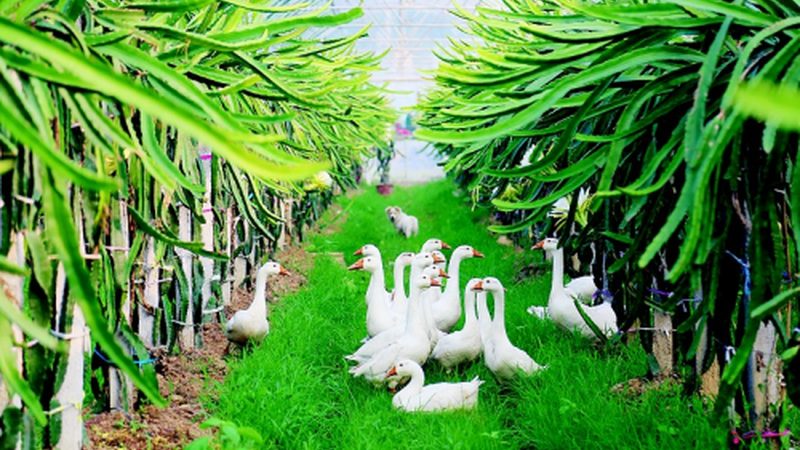 农业种植加盟技术培训：如何提升种植效益与合规性**